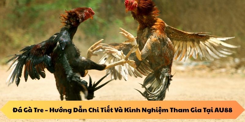 Các Yếu Tố Ảnh Hưởng Đến Kết Quả Đá Gà Tre
