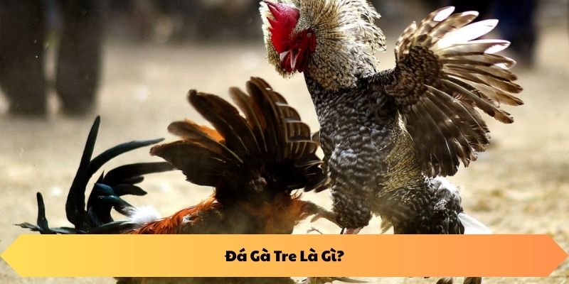 Đá Gà Tre Là Gì?