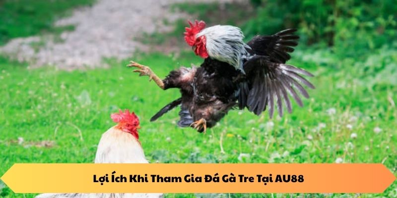 Lợi Ích Khi Tham Gia Đá Gà Tre Tại AU88